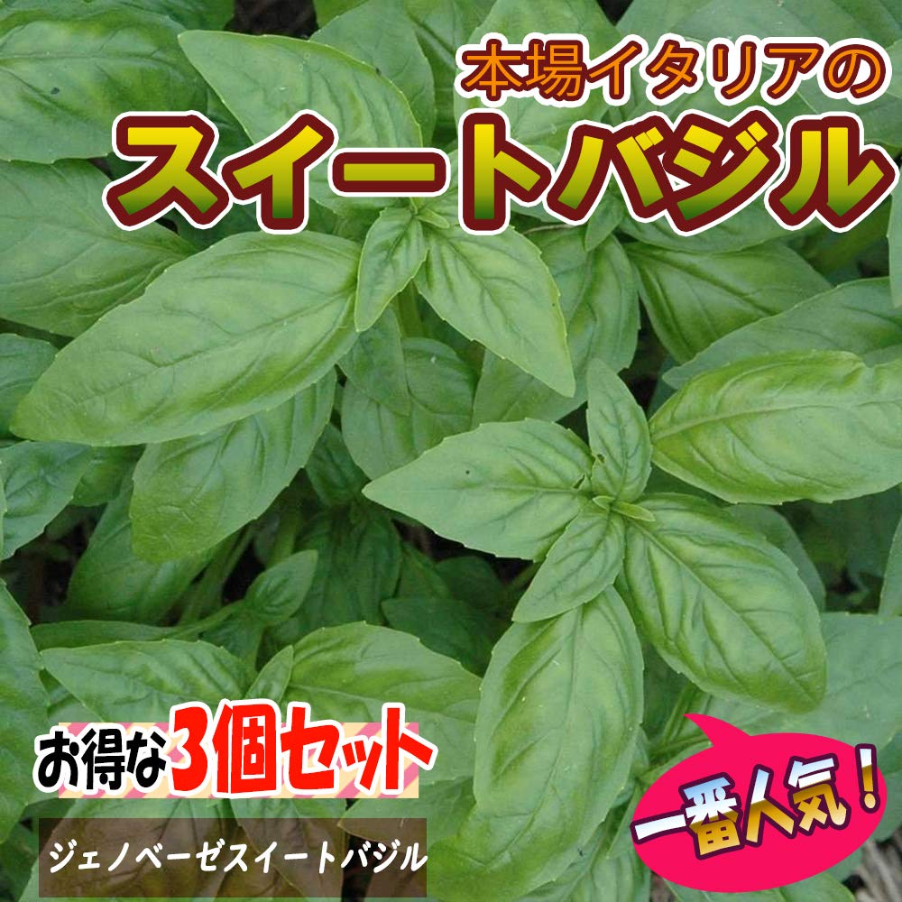 珍しいバジルとなすの苗6本セット 珍しいバジルとなすの苗6本セット 苗